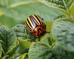 Colorado beetle