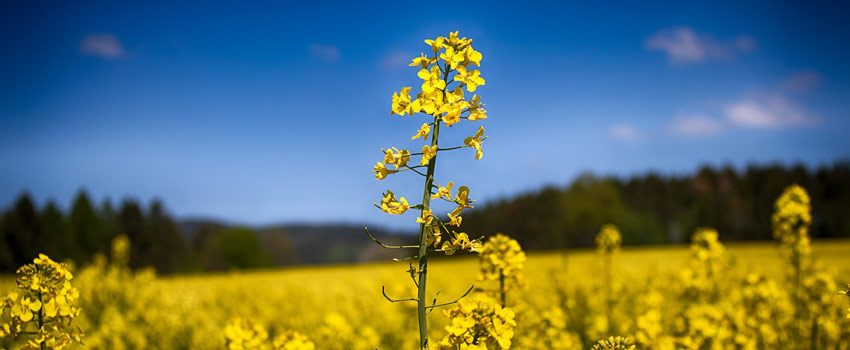 canola