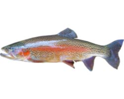 Rainbow trout