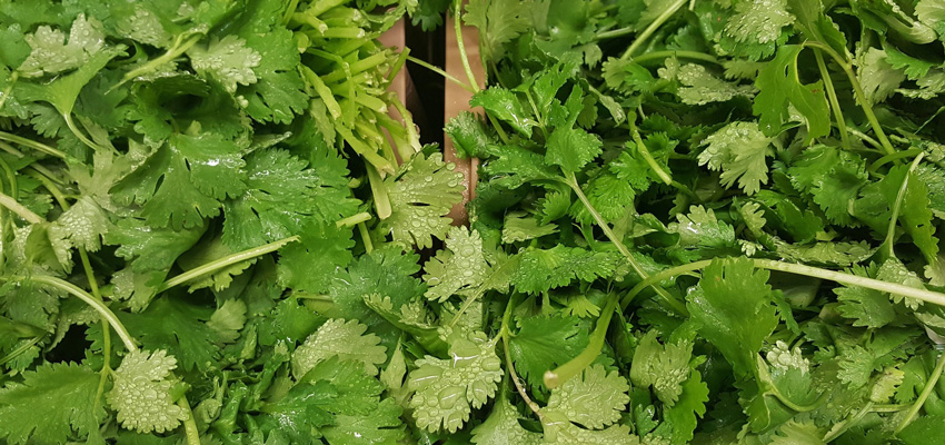 coriander