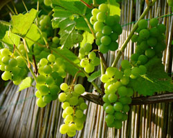 Table grapes