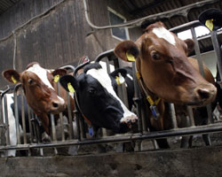 cows in barn