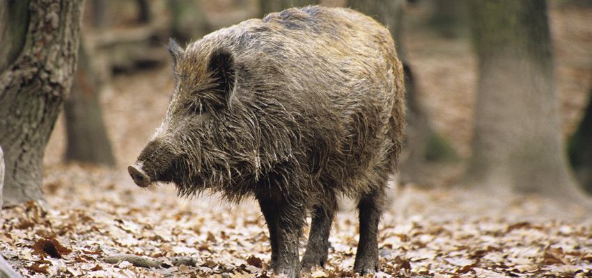 Wildschwein